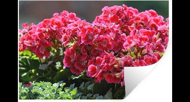 Muurstickers - Sticker Folie - Rode geranium bloemen in een tuin - 30x20 cm - Plakfolie - Muurstickers Kinderkamer - Zelfklevend Behang - Zelfklevend behangpapier - Stickerfolie