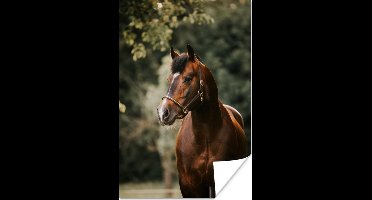 Poster Paard - Takken - Portret - 20x30 cm