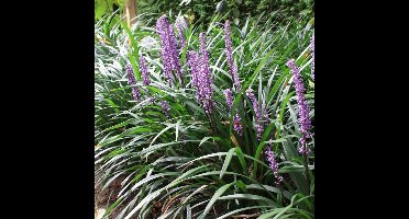 25 x Leliegras Paars - Siergras Groenblijvend - Liriope muscari 'Ingwersen' in 9x9cm pot met hoogte 5-10cm