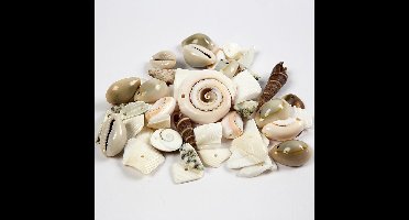 Strand schelpen kralen, afm 9-40 mm, gatgrootte 1-1,5 mm, 120 gr/ 1 doos