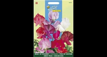 Reuk- of siererwt Colorama - Lathyrus odoratus