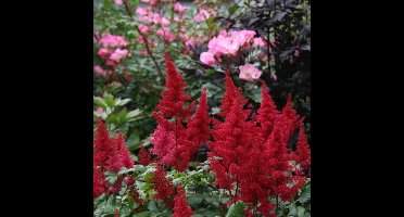 50 x Pluimspirea Rood - Bloeiende Winterharde Vaste Plant - Astilbe Fanal in 9x9cm pot met hoogte 5-10cm