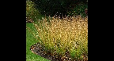 50 x Pijpenstrootje Heidebraut Groen|Geel - Winterhard Siergras - Molinia caerulea 'Heidebraut' in 9x9cm pot met hoogte 5-10cm