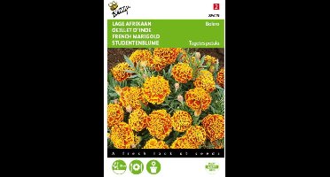 2 stuks - Buzzy - Tagetes patula nana Bolero