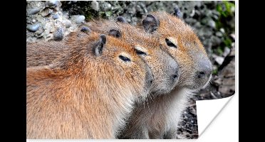 Poster Drie capibaras die op een rij rusten - 30x20 cm