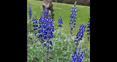 25 x Lupine Gallery Blue Blauw - Tuinplant met Grote Bloem - Lupinus 'Gallery Blue' in 9x9cm pot met hoogte 0-10cm