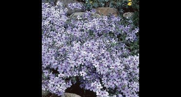 12 x Vlambloem / Voorjaarsvlambloem 'Chattahoochee' - Lichtblauw/Paars Phlox divaricata 'Chattahoochee' - Bodembedekker - Laagblijvend in 9x9cm pot met hoogte 0-10cm