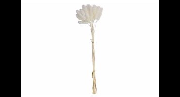 Boeket Cat Tails Wit 10x10xh60cm Kraft Paper Bag