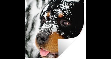 Muurstickers - Sticker Folie - Prachtige Rottweiler in de sneeuw - 30x30 cm - Plakfolie - Muurstickers Kinderkamer - Zelfklevend Behang - Zelfklevend behangpapier - Stickerfolie