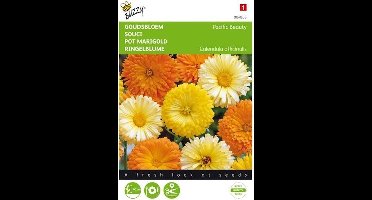 Goudsbloem Pacific Beauty - Calendula officinalis