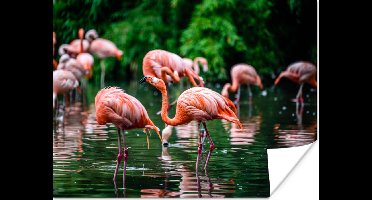PosterMonkey - Poster - Fotolijst - Vogel - Water - Flamingo - Tropical - Dieren - 160x120 cm - Poster in lijst - Poster flamingo - Foto met lijst - Poster met kader