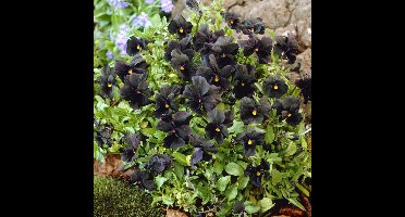 6 x Zwart Hoornviooltje / Viooltje - Bodembedekker Winterhard - Viola cornuta 'Molly Sanderson' in 9x9 pot met hoogte 0-10cm