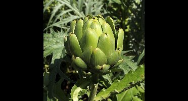 BIO Artisjok zaden - Artisjok Imperial Star