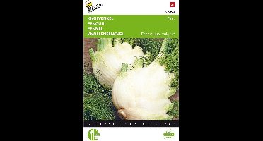Knolvenkel Fino - Foeniculum vulgare