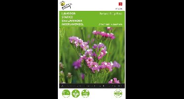 Buzzy, Lamsoor Fortune Deep Rose (Limonium)