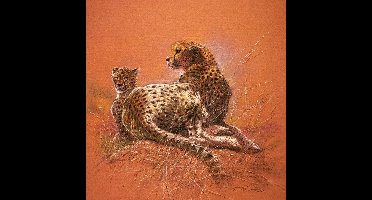 Kunstdruk Renato Casaro - Cheetah Mother 50x50cm