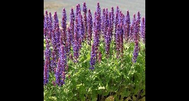 6 x Salie Ostfriesland Paars - Winterharde Tuinplanten - Salvia nemorosa Ostfriesland in 9x9cm pot met hoogte 5-10cm