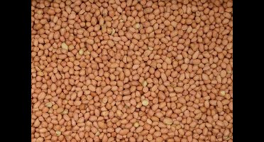 Wielink Pinda’s gepeld voor duiven 25KG