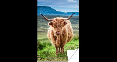 Poster Schotse hooglander - Koe - Natuur - Berg - Gras - 20x30 cm
