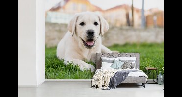 Fotobehang vinyl - Witte Labrador Retriever die in het gras ligt breedte 360 cm x hoogte 240 cm - Foto print op behang (in 7 formaten beschikbaar)