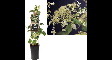 Klimplant Hydrangea Petiolaris - Klimop