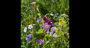 CJ Wildlife - Vlinderbloemenmengsel voor 12 m2 tuin - Wilde bloemenzaden - Speciaal voor vlinders - Vlinderbloemen