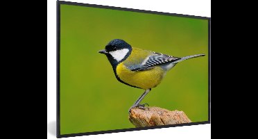 PosterMonkey - Poster - Fotolijst - Vogel - Koolmees - Groen - Dieren - Foto in lijst - Kader - 90x60 cm - Poster vogels - Poster dieren - Wanddecoratie - Posterlijst - Posters