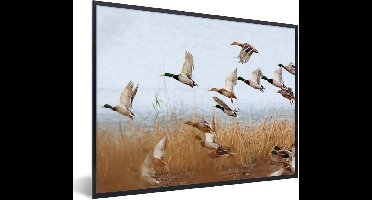 PosterMonkey - Poster - Fotolijst - Eend - Vogel - Riet - Water - 80x60 cm - Foto met lijst - Poster vogels - Poster met frame - Kader