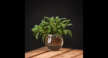 Esschert Design - Hydrocultuurpot - S - 0,8 L