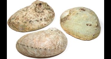 Abalone smudge schelp, Haliotis diversicolor, parelmoer, maat S