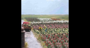 Busch 1205 H0 Rozen Bouwpakket