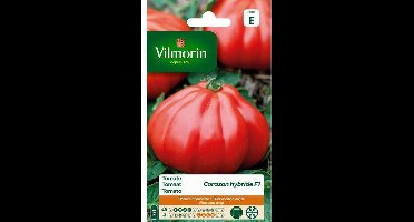 Tomaat Coeur Boeuf Corazon