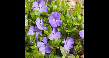 50 x Grote Maagdenpalm - Wintergroene Bodembedekker - Vinca major in 9x9cm pot met hoogte 5-10cm