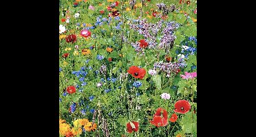 Buzzy Gemengde Wilde Bloemen Zaden Voor Zeker 25m2 - Garden Select