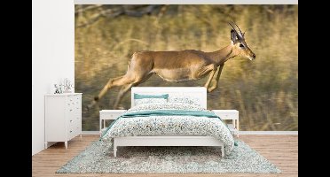 Behang - Fotobehang Gazelle - Dieren - Spring - Breedte 465 cm x hoogte 260 cm