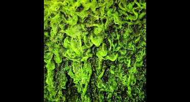 High Places - High Places Vs Mankind (LP)