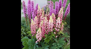 12 x Roze Lupine Gallery Pink - Winterharde Tuinplant - Lupinus 'Gallery Pink' in 9x9cm pot met hoogte 0-10cm