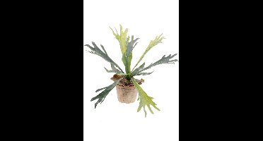 Kunst hertshoorn in een pot