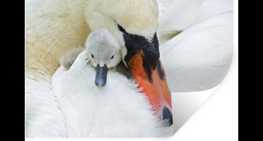 Muurstickers - Sticker Folie - Zwaan - Kuiken - Macro - 30x20 cm - Plakfolie - Muurstickers Kinderkamer - Zelfklevend Behang - Zelfklevend behangpapier - Stickerfolie