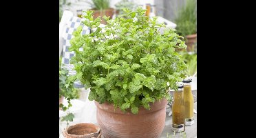 12 x Marokkaanse Munt - Kruidenplant Zelf Kweken - Mentha spicata 'Maroccan' in 9x9cm pot met hoogte 5-10cm