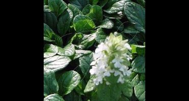 6 x Kruipend Zenegroen Wit - Bodembedekker Wintergroen - Ajuga reptans Alba in 9x9cm pot met hoogte 5-10cm
