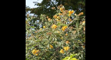 4 x Vlinderstruik Sungold Geel|Goud - Bloeiende Borderplant Winterhard - Buddleja weyeriana 'Sungold' in C3(liter) pot met hoogte 10-40cm