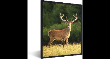 PosterMonkey - Fotolijst - Hert - Natuur - Weide - Bos - Natuur - Poster - 30x40 cm - Frame - Kader - Poster kader - Foto lijst - Poster natuur - Poster hert