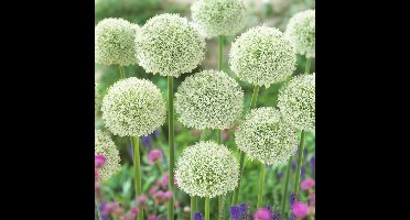 4 x Sierui White Giant Wit - Bloembollen in pot - Voorjaarsbloeier - Allium 'White Giant' in C4(liter) pot met hoogte 0-50cm