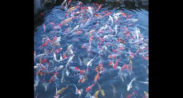 Coppens Koivoer Top Koi 6 mm 4 kg (10 liter)- visvoer - vissenvoer - vijvervoer - kleurvoer - korrels - voer - drijvend - koikarper - goudvis - all roud mix -muti Color