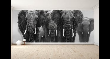 Naadloos behang Fotobehang - Majestic Elephant Herd Wall Art - 250x300 centimeter