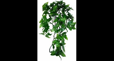 Komodo Philodendron Plant - 30 cm