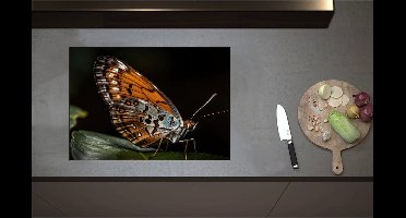 Inductieplaat Beschermer - Acraea vlinder zit op groen blad met zwarte achtergrond - 71x50 cm - 2 mm Dik - Inductie Beschermer - Bescherming Inductiekookplaat - Kookplaat Beschermer van Zwart Vinyl