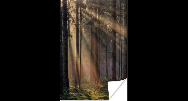 Poster Bomen - Bos - Zon - Planten - 20x30 cm