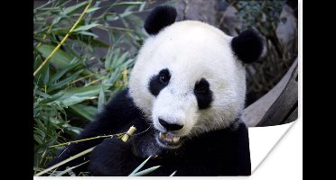 Poster Panda - Dier - Bladeren - 30x20 cm